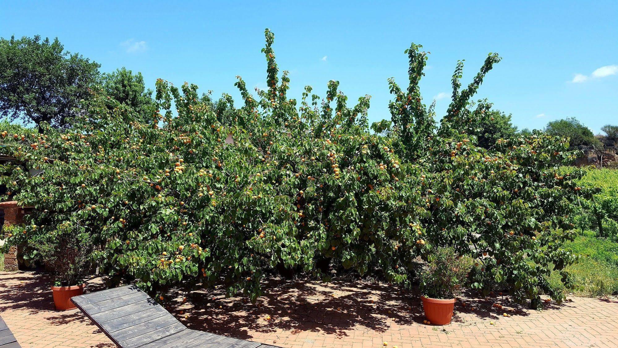 Azienda Agricola Sinisi Cerveteri Bagian luar foto